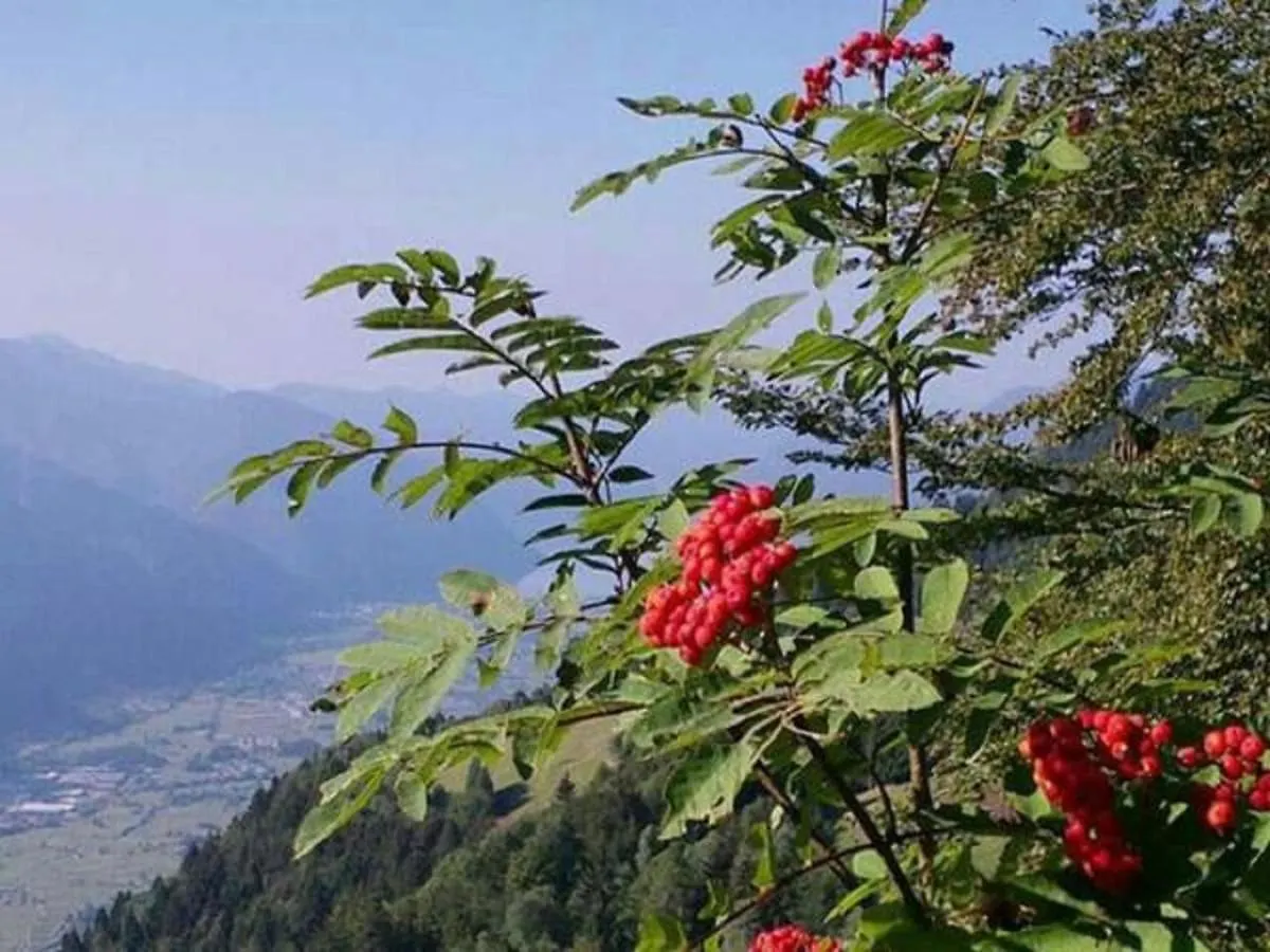 B&B Tulipano Crone Italia